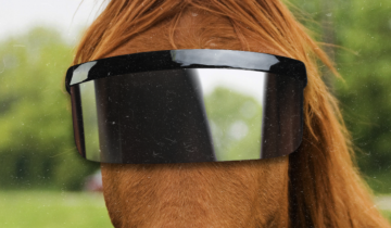 Stadtpferd forscht an Virtual Reality für Pferde